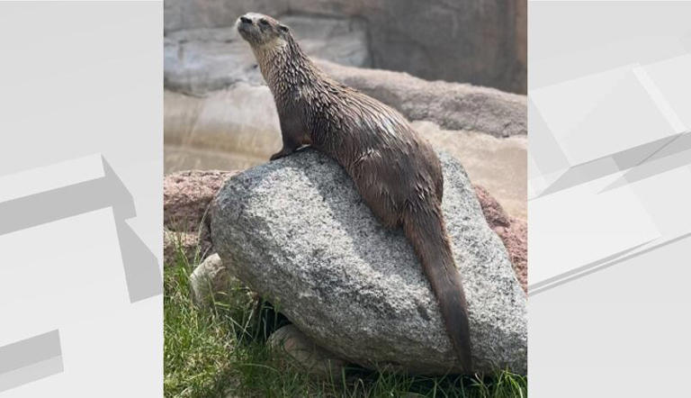 Red River Zoo celebrates World Otter Day