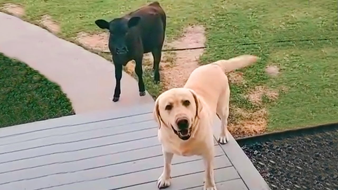 Dog proudly brings home a new friend without warning