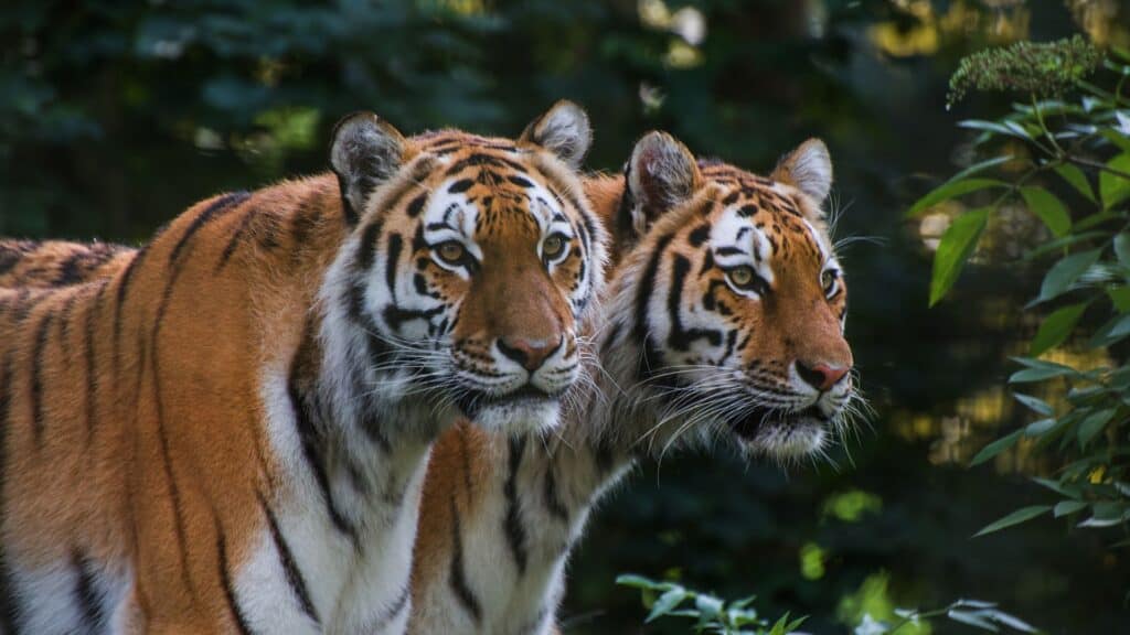<p>With so few tigers left, encountering one in the wild is a treasure. Tours across India, Nepal, and Sri Lanka take travelers on a tiger trek while teaching the importance of their conservation.</p>