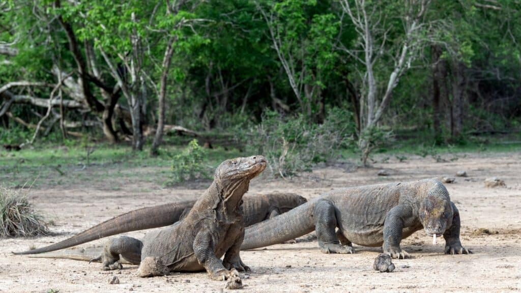 <p>Komodo National Park is home to nearly 6,000 of the world’s most giant lizards, offering an unforgettable experience in Indonesia. Unless provoked, they will probably enjoy a sunny nap on their native beaches, so it is best to admire them from afar.</p>