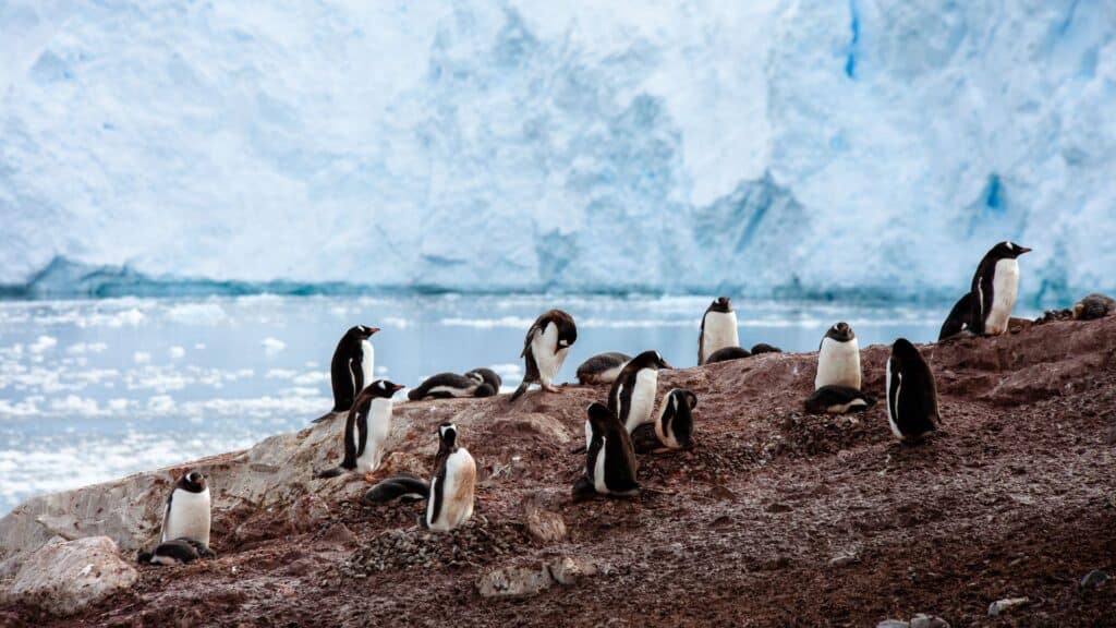 <p>Tours to Antarctica are great for women seeking a distinctive natural endeavor. Gigantic icebergs and glaciers form a wintry home for penguins, polar bears, and seals.</p>  <p>Coming face-to-face with wildlife is one of the best ways to gain a greater appreciation of the planet and the many beautiful things it is home to. Even a single encounter can result in a radical yet positive change in perspective. </p>