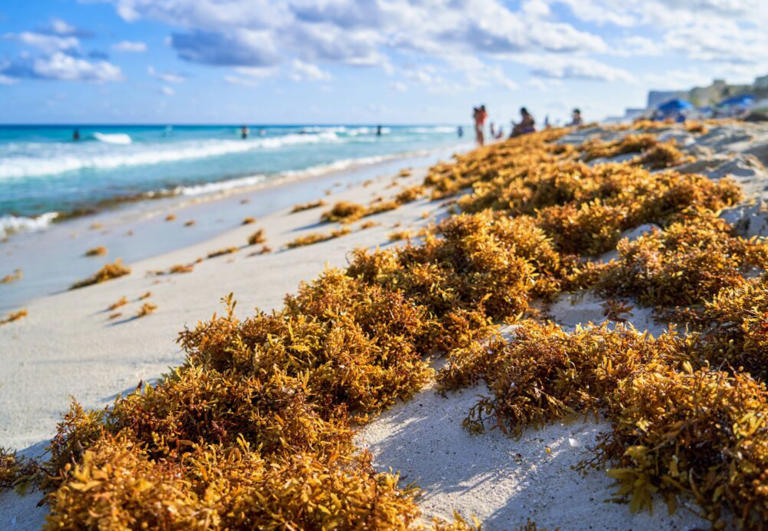 Sargassum seaweed is a growing problem seeking a sustainable solution