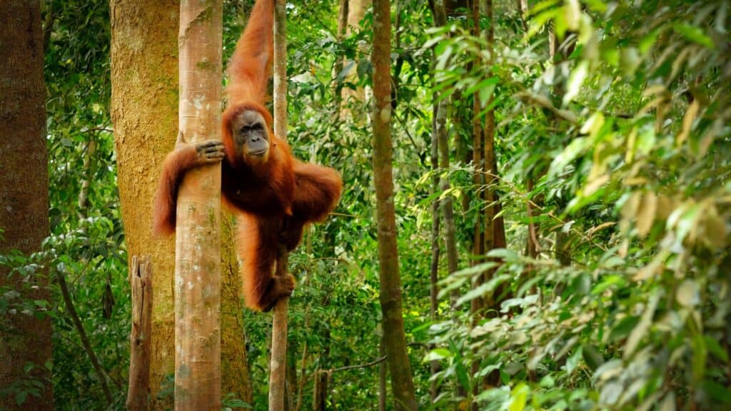 <p>Being their natural habitat, the rainforests of Sabah (Malaysian Borneo) are a prime location for Orangutan sightings. For an extra adorable activity, travelers can visit sanctuaries that specialize in helping orphaned babies prepare for jungle life.</p>