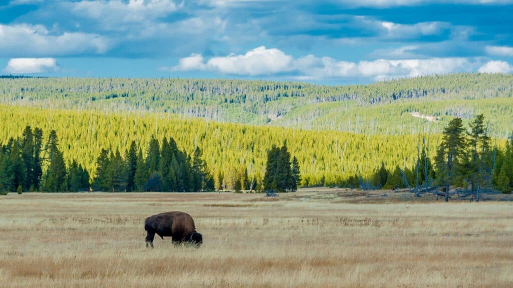 <p>Natural wonders such as volcanic springs and a broad range of animals make Yellowstone an ideal destination for connecting with nature! Visitors can also explore a variety of outdoor activities, including hiking, camping, and wildlife viewing.</p>