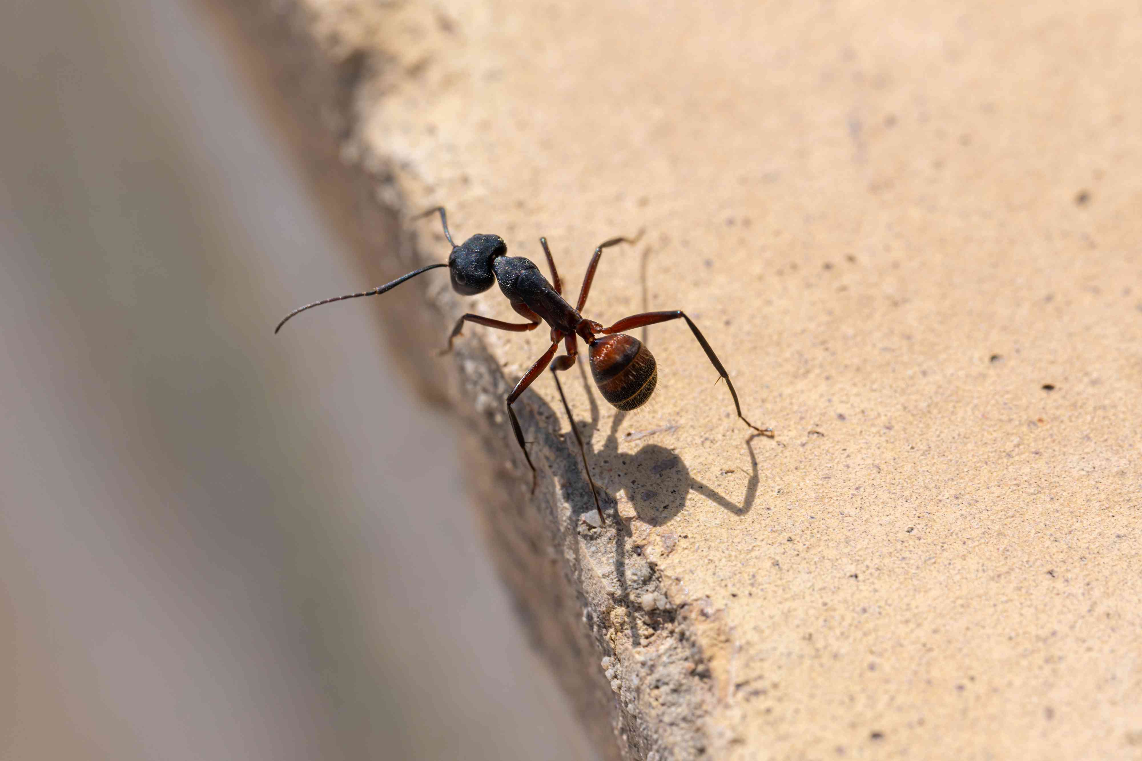 How to get rid of carpenter ants and keep them from coming back