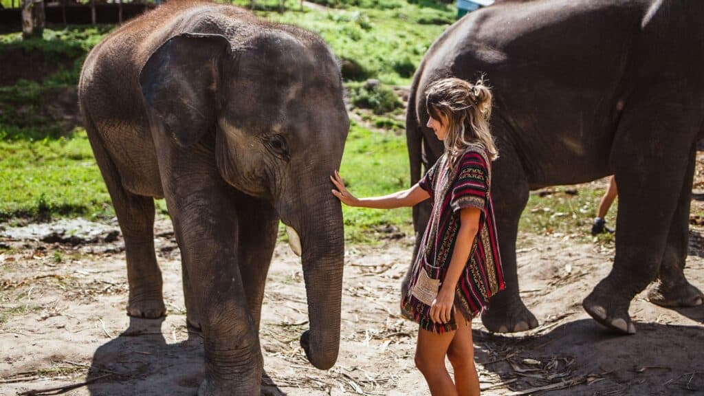 <p>Elephant sanctuaries are all over the country, from Chiang Mai to Phuket, allowing visitors to spend a day in the life of these magnificent creatures. Tours should only offer volunteering activities such as feeding, bathing, or walking with elephants and prohibit riding, as this is abusive to the animals.</p>