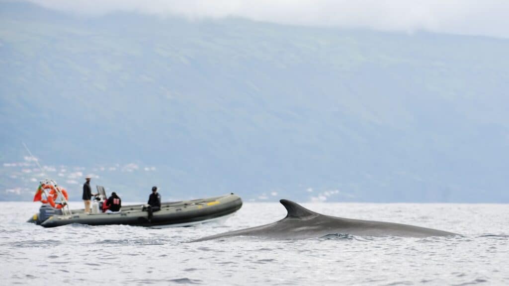 <p>Several species of whales migrate through Azorean waters – it may even be possible to see a blue whale! In addition to the awe-inspiring possibility of encountering a blue whale, the Azorean waters host several other magnificent whale species, including humpback whales, sperm whales, and fin whales.</p>