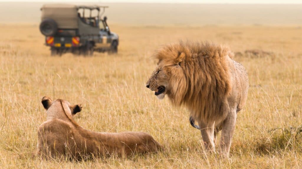 <p>Safaris have become particularly popular in recent years. Adventurers flock to East Africa to pursue wildlife, particularly the ‘<a href="https://www.mahlatini.com/us/blog/top-10-reasons-a-safari-should-be-on-your-bucket-list#:~:text=An%20African%20safari%20is%20all,%2C%20rhino%2C%20elephant%20and%20buffalo." rel="noreferrer noopener" class="broken_link">Big 5</a>.’ The best countries for safari in East Africa include Kenya and Tanzania, known for their iconic landscapes, abundant wildlife, and opportunities to witness the Great Migration. Uganda, Rwanda, and Botswana also offer unique safari experiences featuring encounters with mountain gorillas. My personal favorite is Kruger National Park in South Africa.</p>