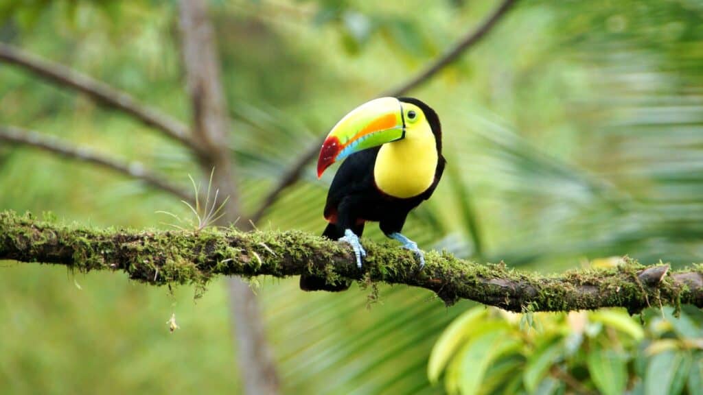 <p>Women who love birdwatching will be amazed by avian life in Costa Rica’s vivid jungles. Walking through hiking trails makes seeing monkeys, sloths, and plenty of bright butterflies possible.</p>