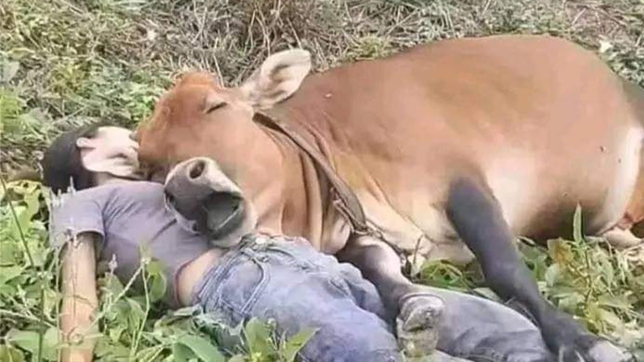 Animals who are totally obsessed with people