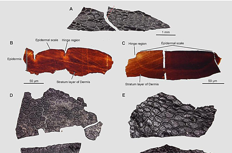 It's hard to find fossil skin, but a rare discovery reveals clues about ...