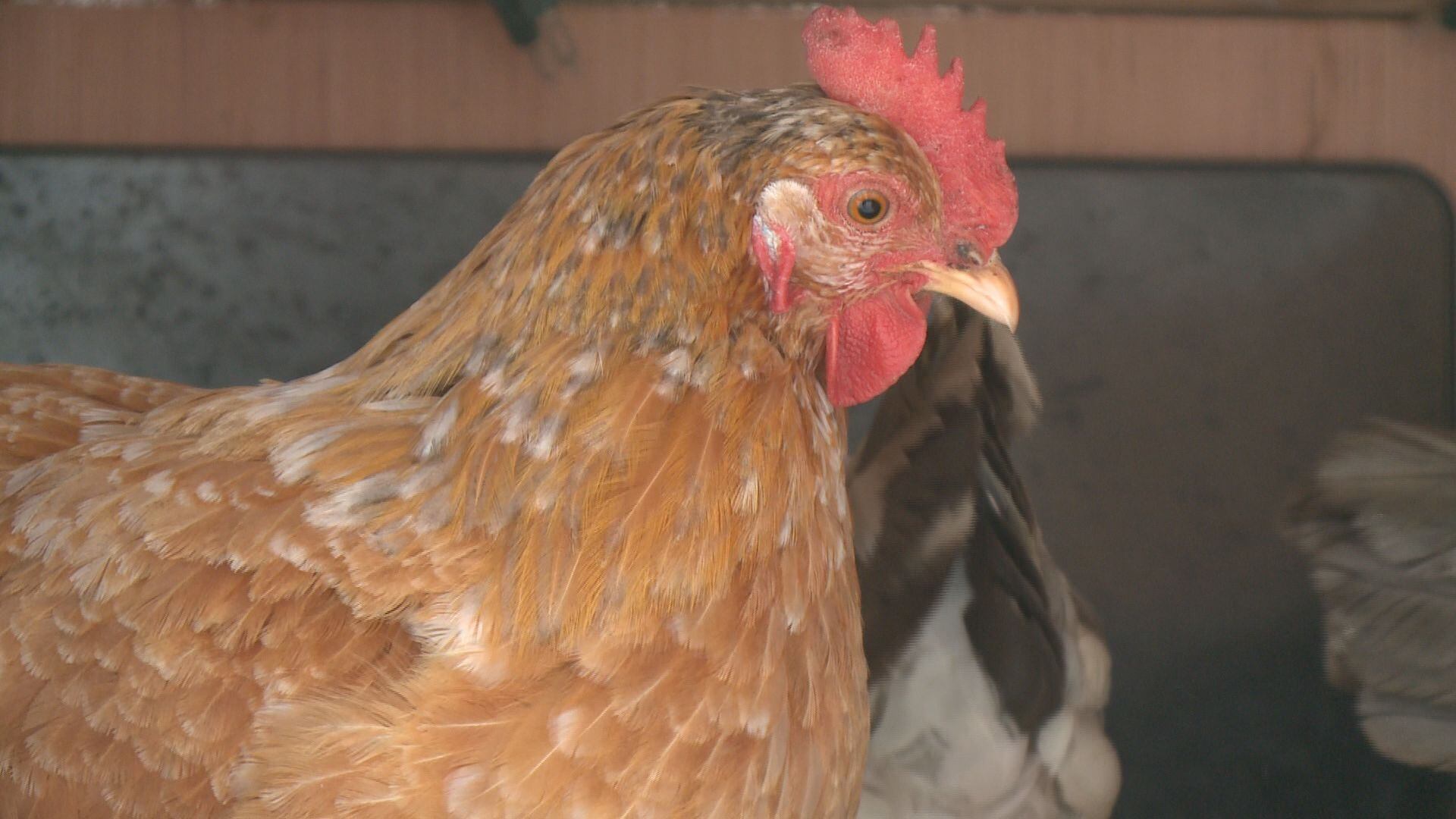 Bird Flu Strikes Flock Of 4.2 Million Chickens In Iowa’s Sioux County