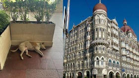 Mumbai: Stray Dog Takes Nap At 5-Star Taj Hotel's Entrance, Viral Photo Post Draws Admiration For Ratan Tata