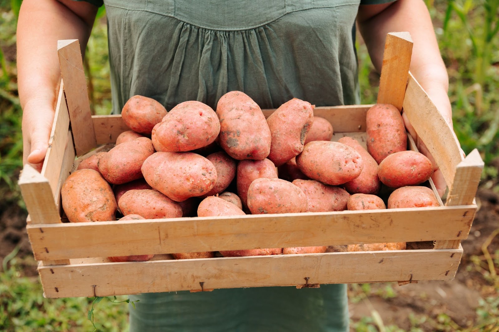 <p>Sweet potatoes, with their vibrant orange hue, are a nutritional powerhouse that extends far beyond the Thanksgiving table. These root vegetables are packed with beta-carotene, a precursor to vitamin A, which plays a crucial role in maintaining healthy skin, supporting optimal vision, and bolstering immune function.</p> <p>Beyond their impressive vitamin A content, sweet potatoes also offer a wealth of other essential nutrients, including fiber for digestive health and potassium for regulating blood pressure. Whether baked, roasted, mashed, or transformed into crispy fries, sweet potatoes are a delicious and versatile way to nourish your body and promote overall well-being.</p>