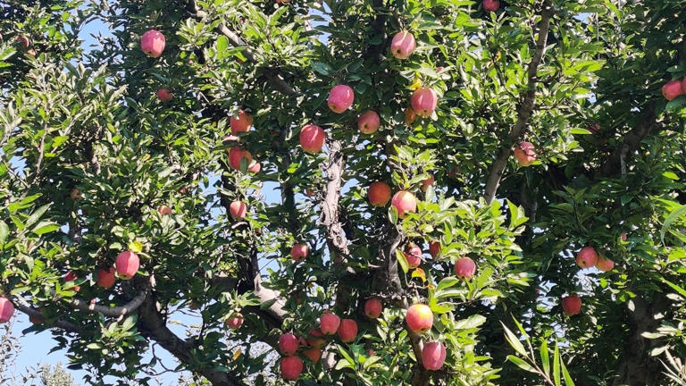 Uttarakhand's apple orchards shrink as climate change hits India's fruit basket