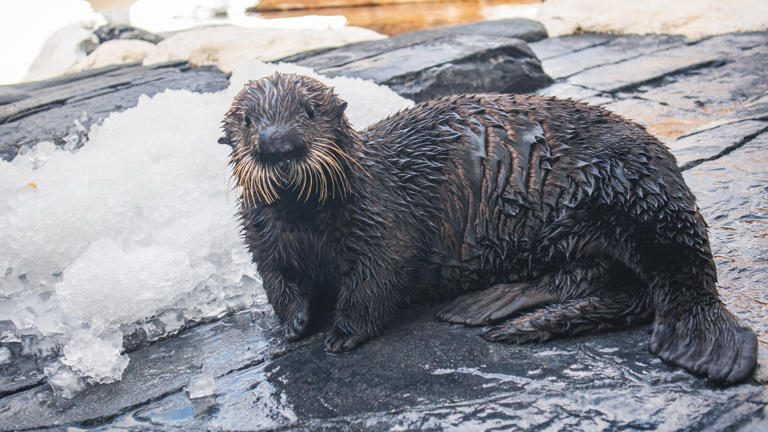 Rescued sea otter pup is new ambassador at SeaWorld San Diego