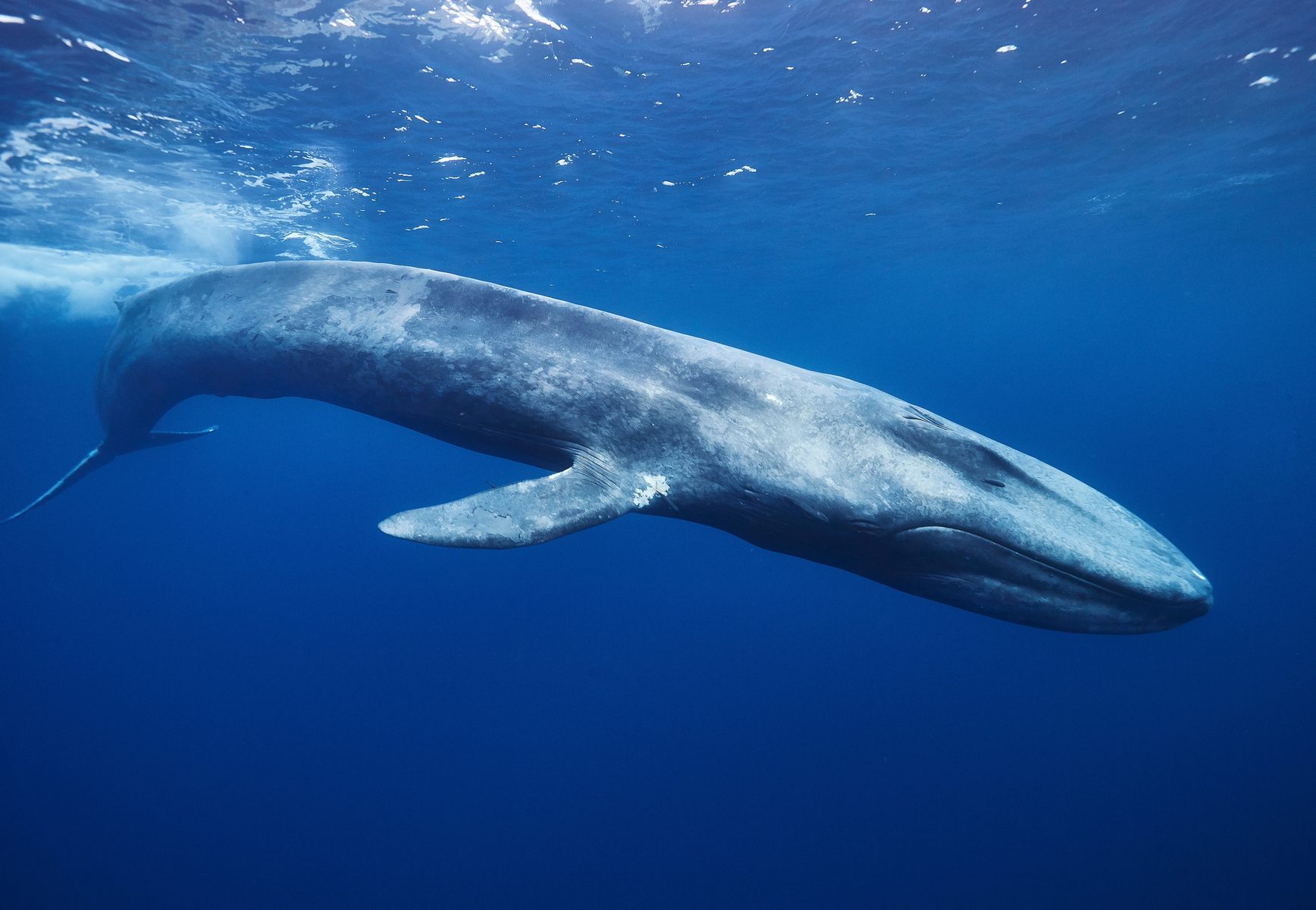 20 faits étonnants sur les baleines, les géants des mers