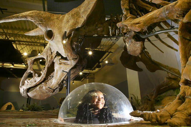 B.T. Washington Elementary School student Zoey McCray, 6, gets a close look at Big John, the world’s largest documented fossilized triceratops skeleton, through a bubble dome at the Big John exhibitat the Glazer Children's Museum in Tampa on May 10, 2023.