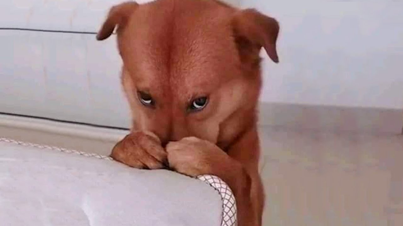 My dog insists on having his attorney at the ready