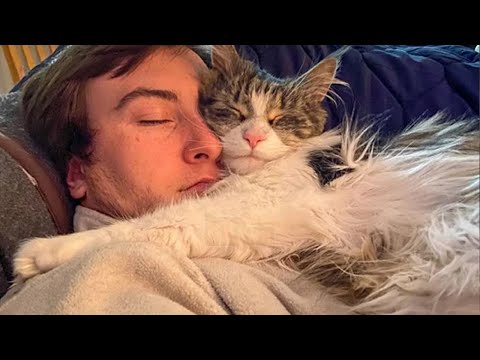 7 cats who refuse to sleep without a cuddle
