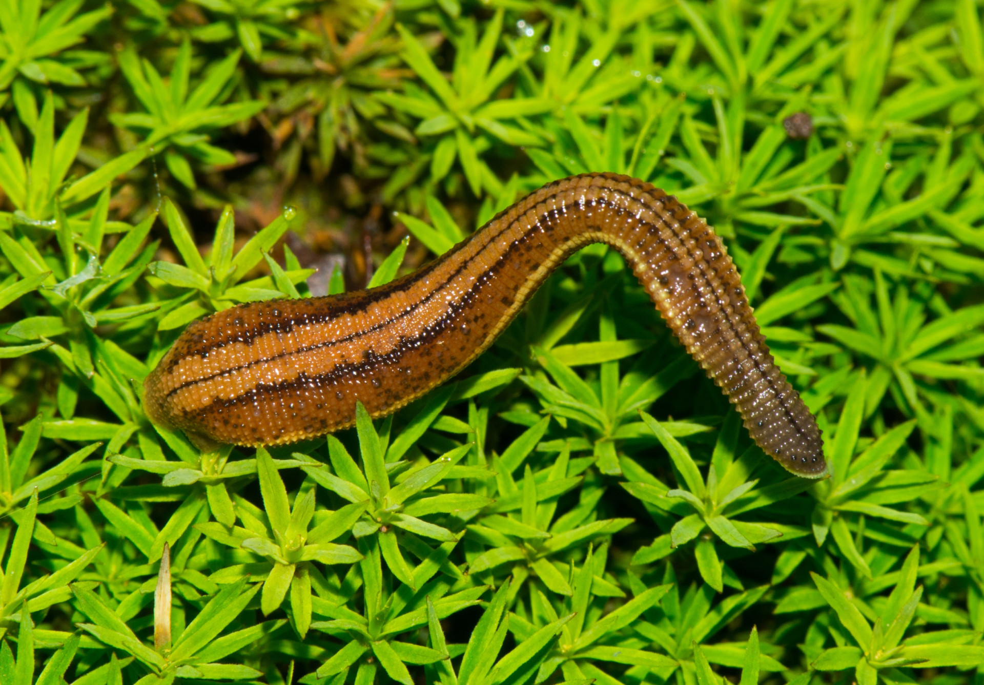 The leech: bloodthirsty pest, or medical marvel?