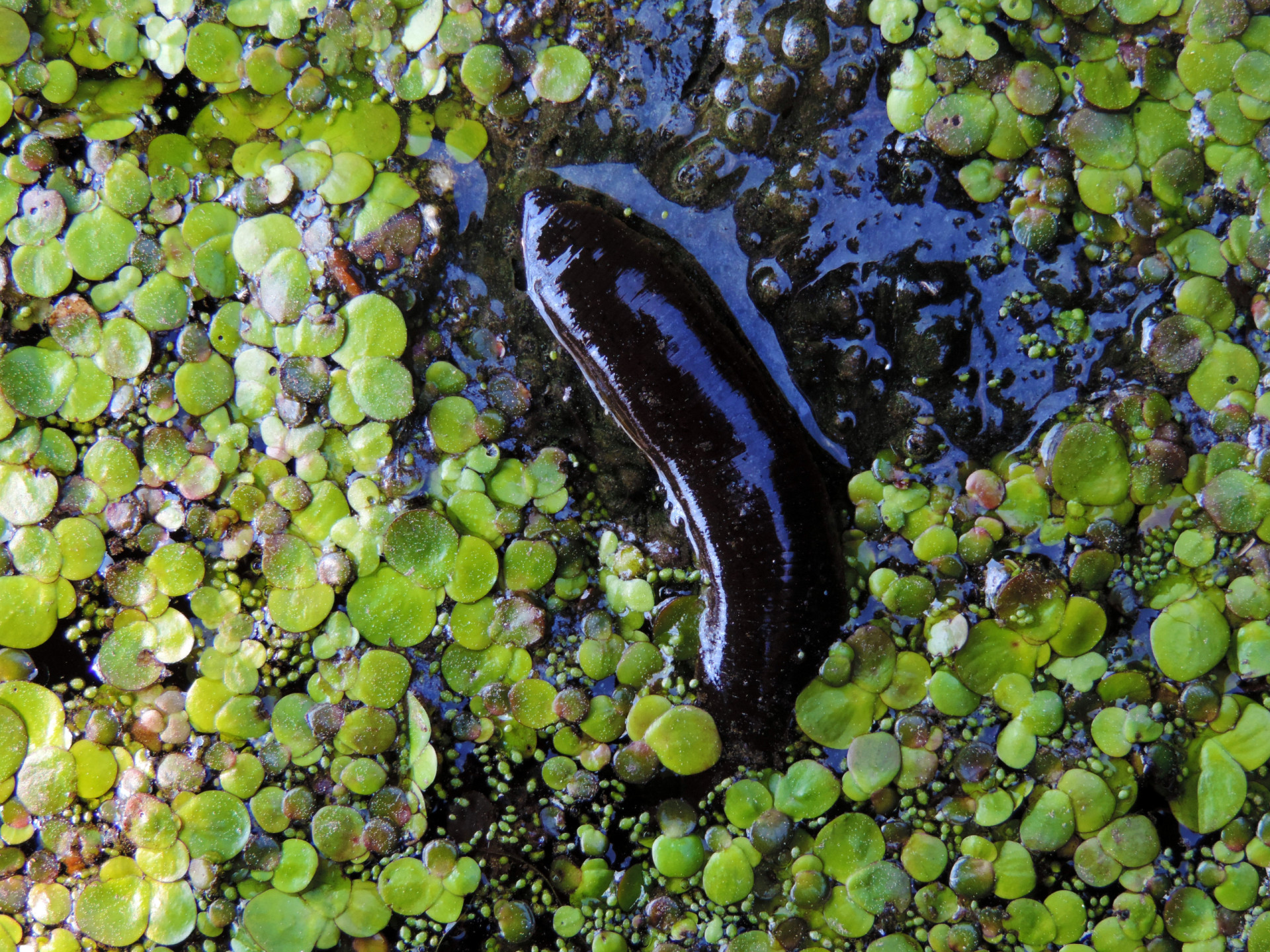 The leech: bloodthirsty pest, or medical marvel?