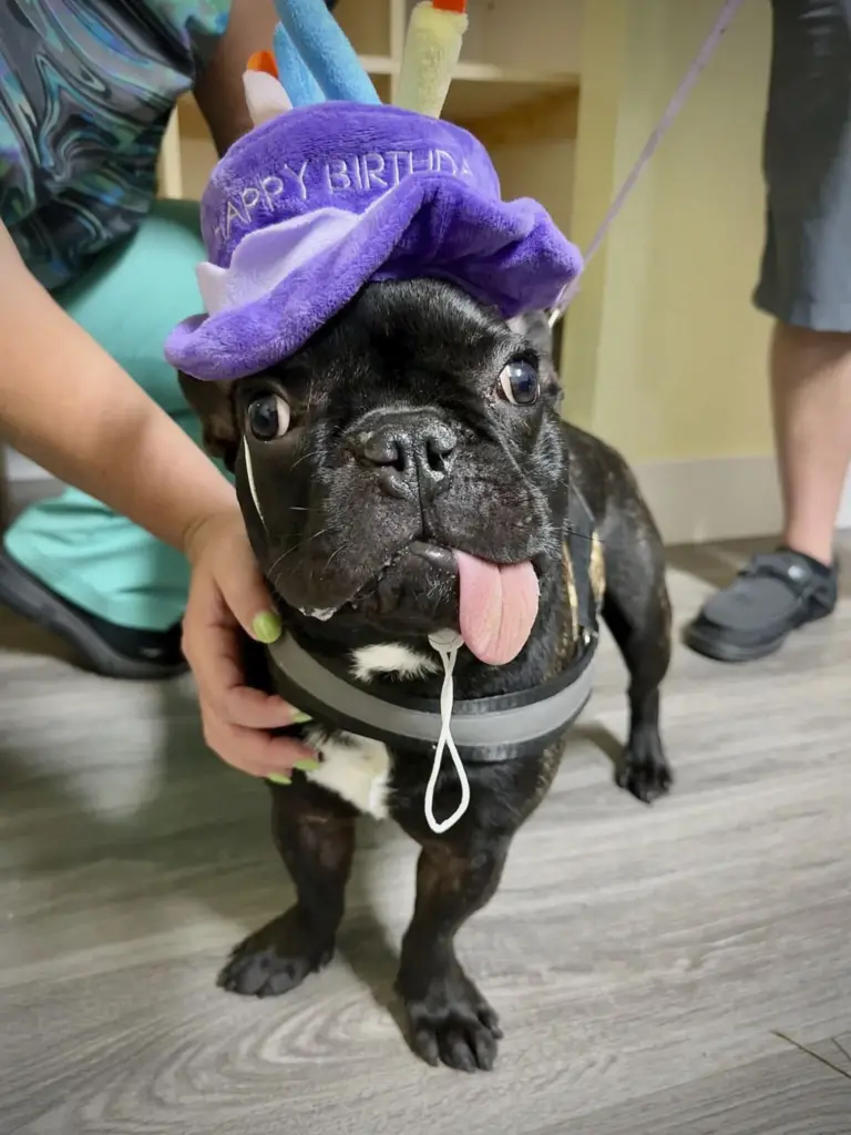 Puppy's Jaw Spontaneously Regrows After Being Removed Due To Cancer