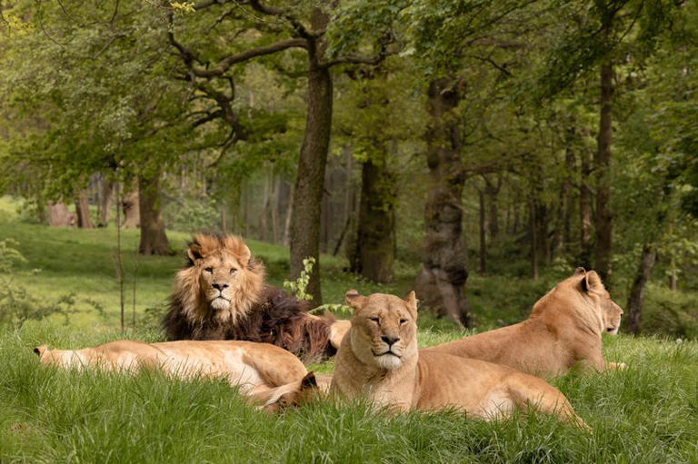 Knowsley Safari Parl's six-strong African Lion pride