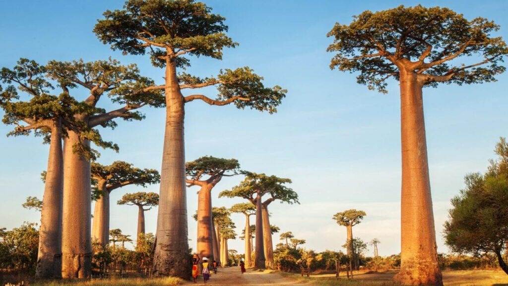 <p>Madagascar is like no other — a world with lemurs, baobabs, and beaches that could be your private paradise. Explore the unique wildlife of Andasibe-Mantadia National Park, the stunning Avenue of the Baobabs, and the beautiful beaches of Nosy Be. </p><p>It’s a bit of a trek to get here, but it’s worth it. Land in Antananarivo and get ready for adventures in the wild.</p>