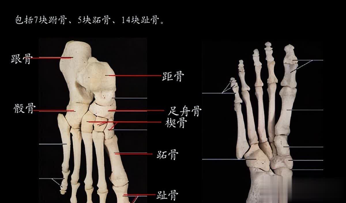 人体共有206块骨头，大部分人却普遍只有204块，少的两块哪儿去了？