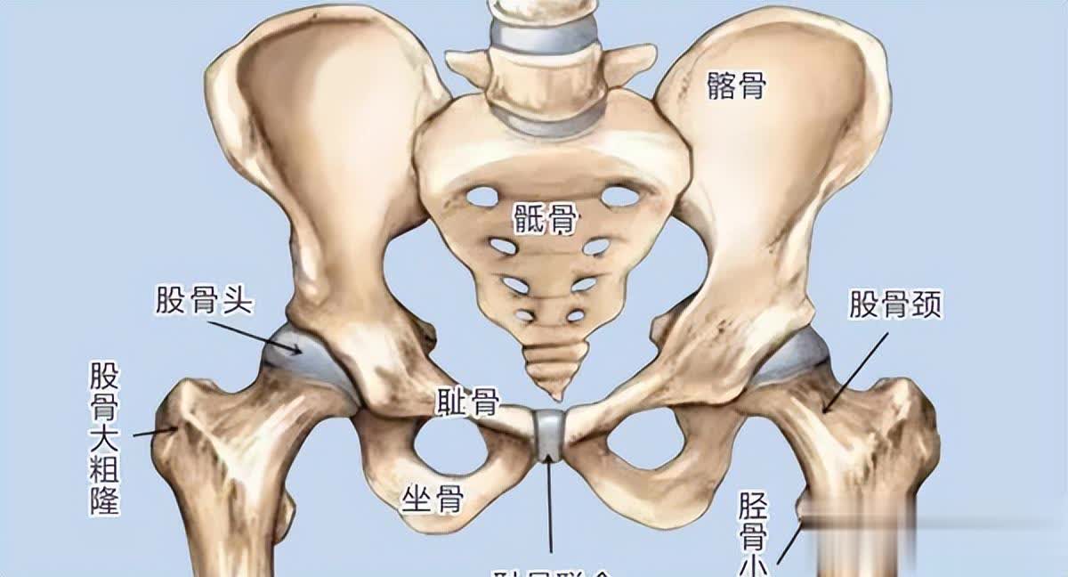 人体共有206块骨头，大部分人却普遍只有204块，少的两块哪儿去了？