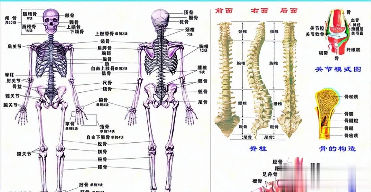 人体共有206块骨头，大部分人却普遍只有204块，少的两块哪儿去了？