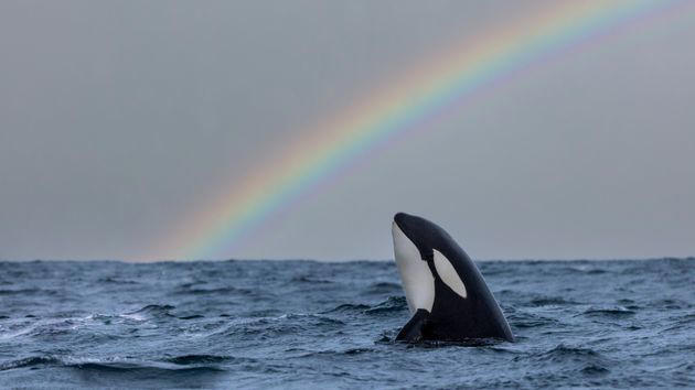 So, THIS Is Why Orcas Keep Attacking Boats, According To Whale Scientists