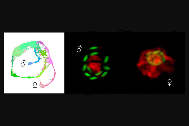 How deadly parasites choose to be male: Researchers reveal gene ...