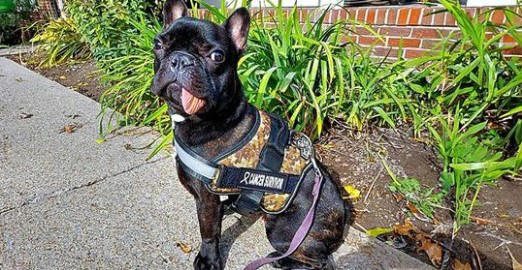 Puppy's Jaw Spontaneously Regrows After Being Removed Due To Cancer