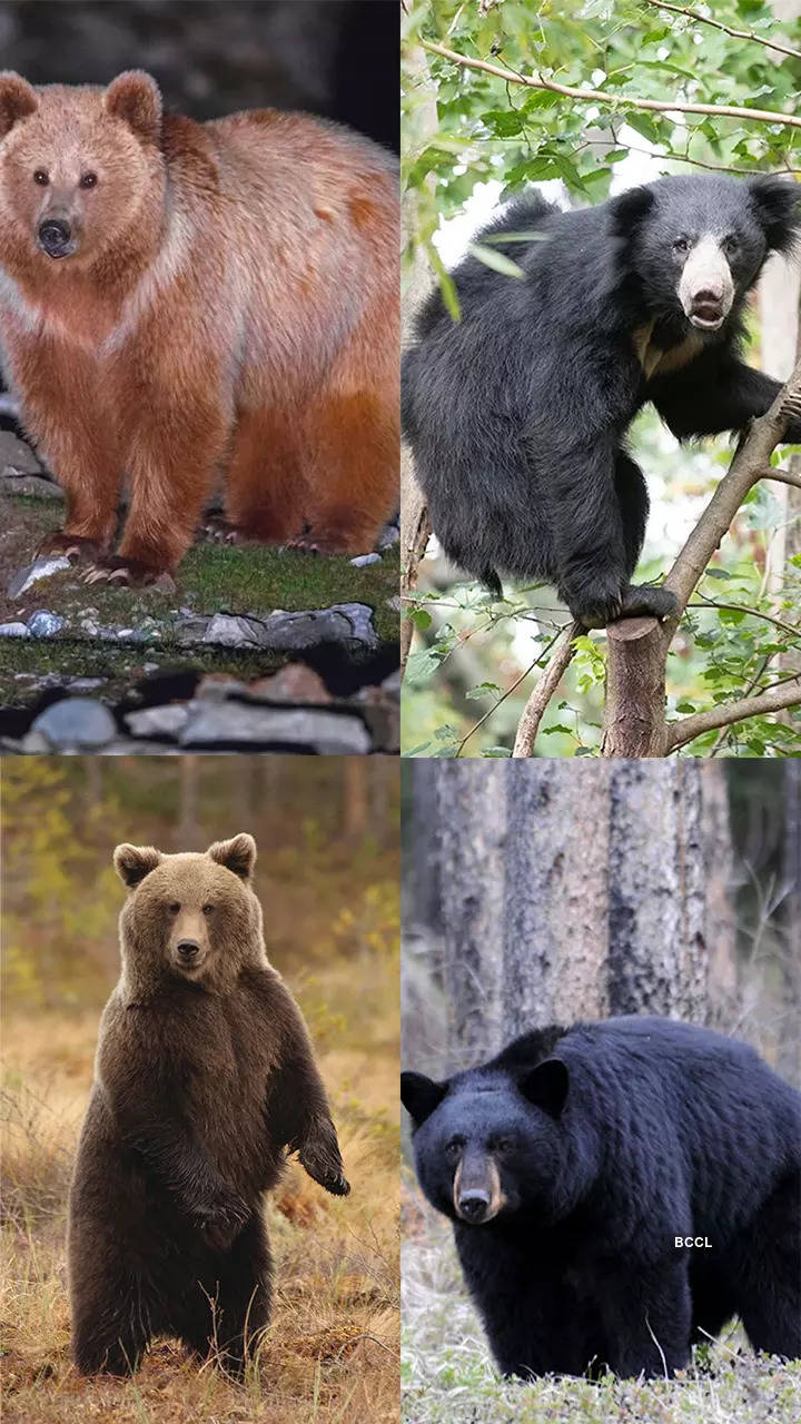 10 species of bears and where to find them