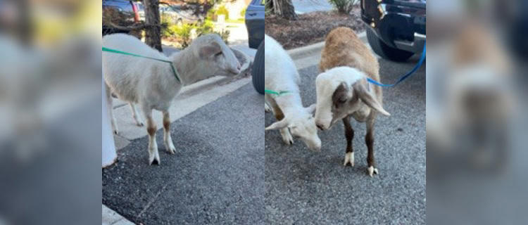 Two goats were taken into custody by Grayslake Police early Thursday. The goats were later picked up by the owner. | Submitted photo