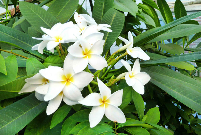 How to Plant and Grow a Plumeria Tree