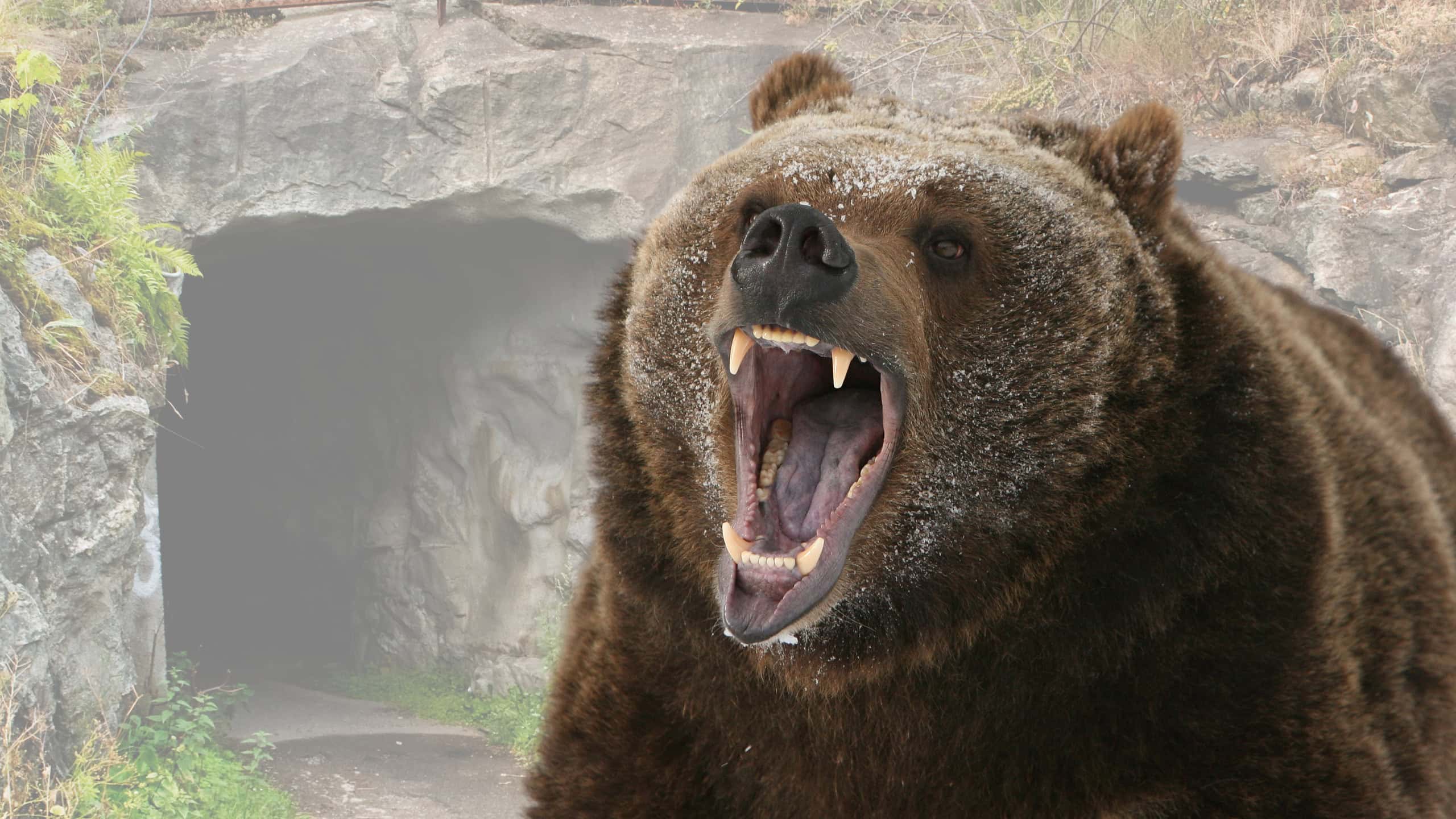 Yellowstone Ranger Explains How to Stay Safe Around Bears