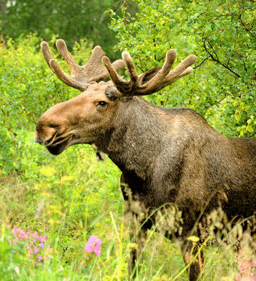 These Are the 50 Most Dangerous Animals in the US