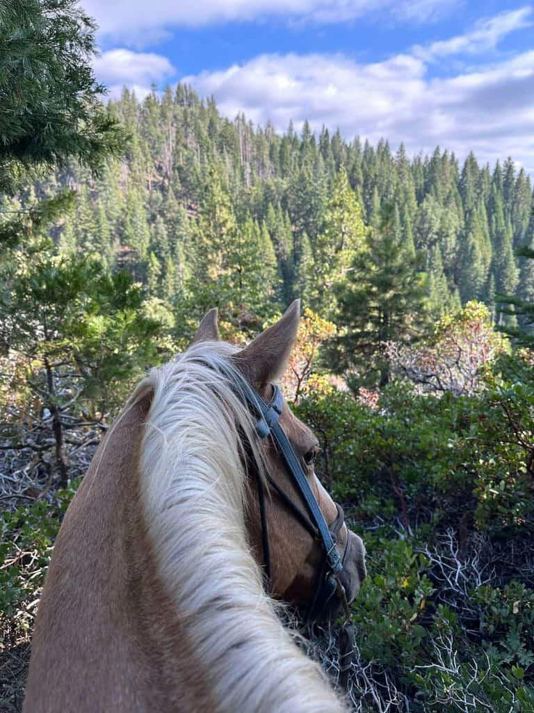 The Best Things to do in Yosemite National Park with Kids on a Family ...