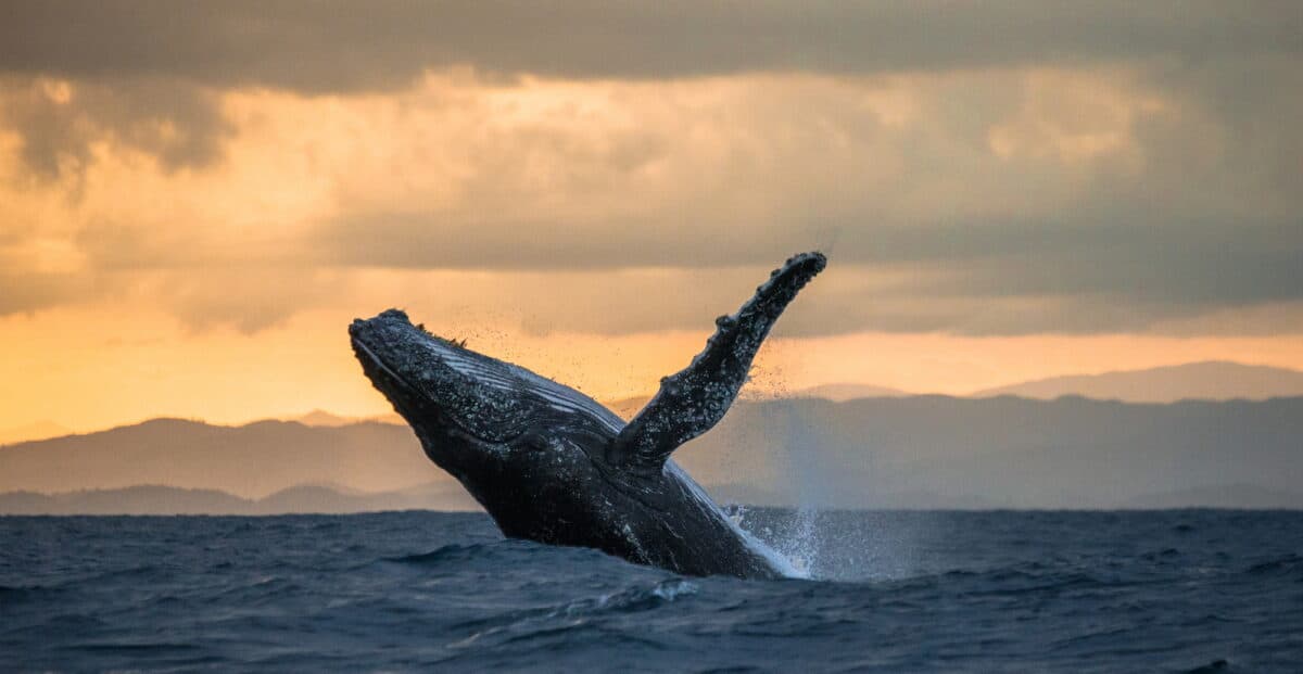 <p>Humpback whales go on long migrations from their feeding grounds in polar regions to their breeding grounds in tropical waters. They travel up to 6,000 miles each way, making it one of the longest migrations of any mammal. During the winter, they give birth and mate in warm waters, before returning to colder seas to feed.</p>           Sharks, lions, tigers, as well as all about cats & dogs!           <a href='https://www.msn.com/en-us/channel/source/Animals%20Around%20The%20Globe%20US/sr-vid-ryujycftmyx7d7tmb5trkya28raxe6r56iuty5739ky2rf5d5wws?ocid=anaheim-ntp-following&cvid=1ff21e393be1475a8b3dd9a83a86b8df&ei=10'>           Click here to get to the Animals Around The Globe profile page</a><b> and hit "Follow" to never miss out.</b>