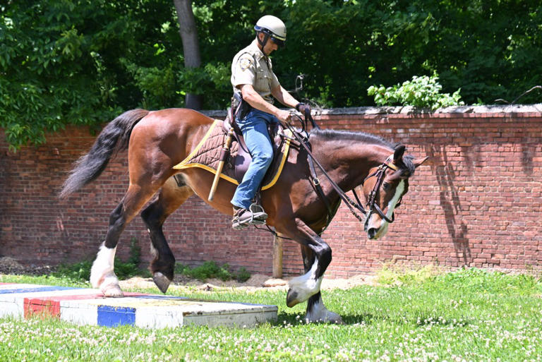 Urban cowboys! Inside the wild world of NYPD horse cops