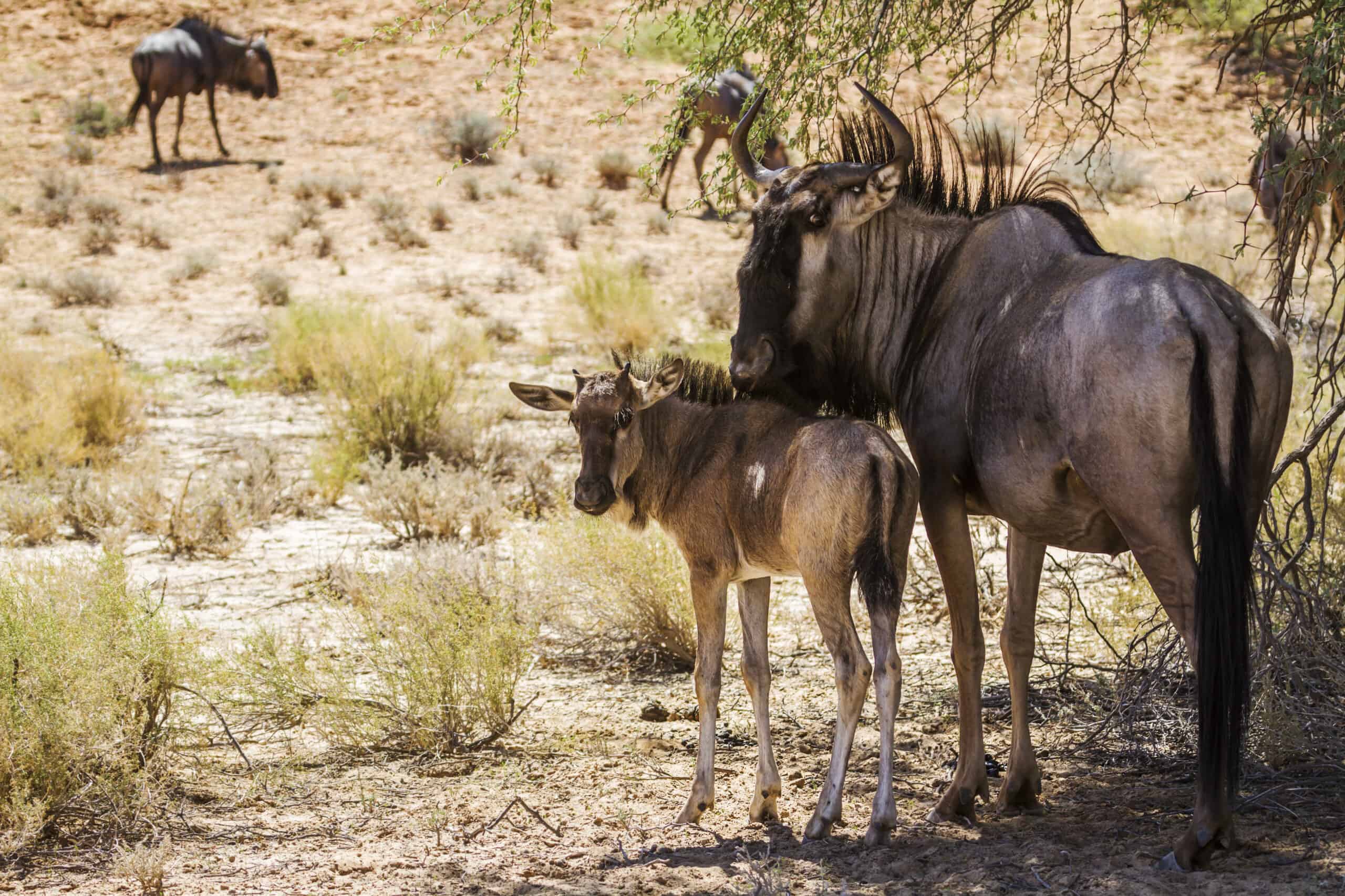 <p>The great wildebeest migration is one of Africa’s most spectacular <a class="wpil_keyword_link" href="https://www.animalsaroundtheglobe.com/wildlife-animals/" title="wildlife">wildlife</a> events. Over 1.5 million wildebeest, accompanied by zebras and gazelles, travel in a continuous loop between Tanzania’s Serengeti and Kenya’s Maasai Mara in search of fresh grazing lands. </p>           Sharks, lions, tigers, as well as all about cats & dogs!           <a href='https://www.msn.com/en-us/channel/source/Animals%20Around%20The%20Globe%20US/sr-vid-ryujycftmyx7d7tmb5trkya28raxe6r56iuty5739ky2rf5d5wws?ocid=anaheim-ntp-following&cvid=1ff21e393be1475a8b3dd9a83a86b8df&ei=10'>           Click here to get to the Animals Around The Globe profile page</a><b> and hit "Follow" to never miss out.</b>