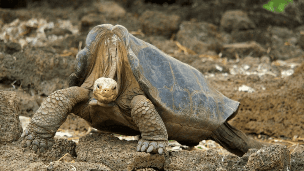 <p>The Pinta Island tortoise (Chelonoidis abingdonii), also known as <strong><a href="https://www.ifaw.org/journal/18-animals-recently-extinct">Lonesome George</a></strong>, was declared extinct in 2015. The species suffered from habitat destruction and introduced species.</p>