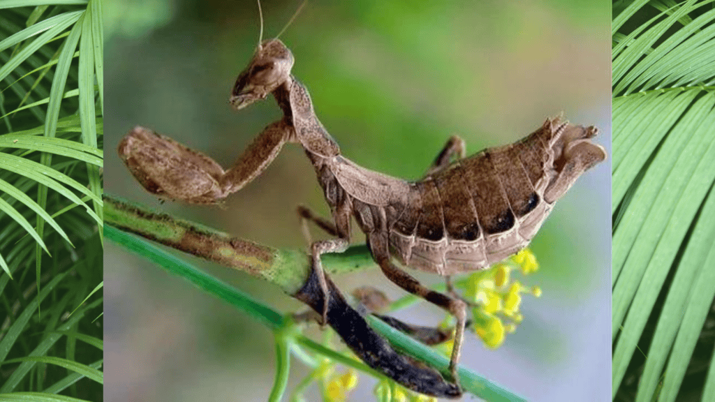 <p>The spined dwarf mantis (Ameles fasciipennis), an <strong><a href="https://www.bbvaopenmind.com/en/science/bioscience/extinct-species-decade-on-biodiversity/">insect native to Italy</a></strong>, was declared extinct in 2020. Habitat loss due to agricultural expansion was the main factor.</p>
