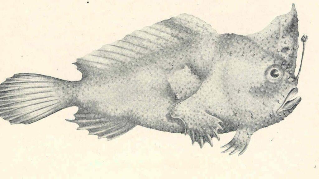<p>The smooth handfish (Sympterichthys unipennis), a <strong><a href="https://www.bbvaopenmind.com/en/science/bioscience/extinct-species-decade-on-biodiversity/">marine fish from Australia</a></strong>, was declared extinct in 2020. Habitat degradation and climate change were significant contributors.</p>