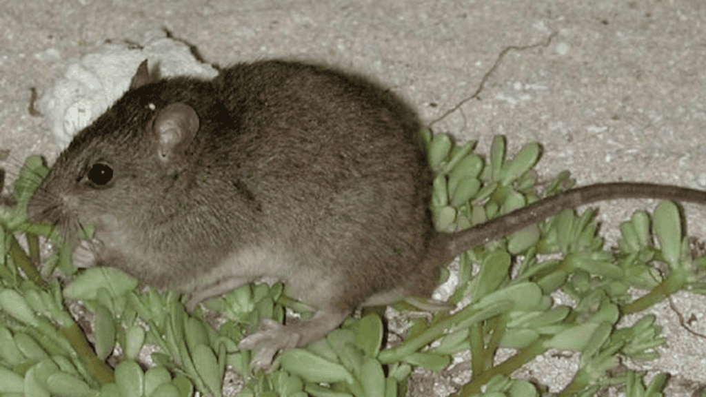 <p>The Bramble Cay melomys (Melomys rubicola), a <strong><a href="https://www.bbvaopenmind.com/en/science/bioscience/extinct-species-decade-on-biodiversity/">rodent native to a small island in the Great Barrier Reef</a></strong>, was declared extinct in 2019. Rising sea levels and storm surges, exacerbated by climate change, destroyed its habitat.</p>