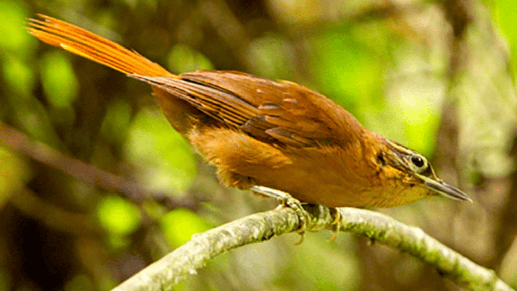 <p>The Alagoas foliage-gleaner (Philydor novaesi), <strong><a href="https://www.bbvaopenmind.com/en/science/bioscience/extinct-species-decade-on-biodiversity/">a bird from Brazil</a></strong>, was declared extinct in 2019. Deforestation and habitat loss were the primary causes.</p>