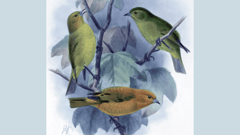 <p>The Maui ʻākepa (Loxops ochraceus), a <strong><a href="https://www.globalcitizen.org/en/content/animal-extinct-biodiversity-2021/">bird native to Hawaii</a></strong>, was declared extinct in 2021. Habitat destruction and disease were the primary causes.</p>